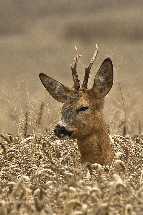  Srnec obecný ( Capreolus capreolus )