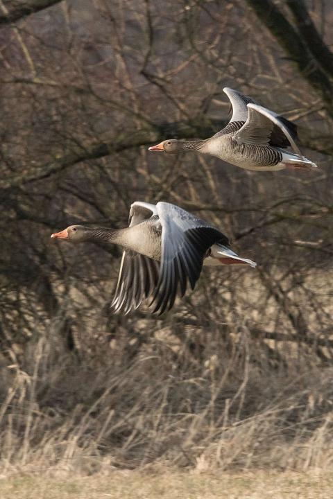 Husa velká (Anser anser)