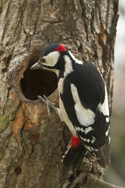 Strakapoud velký (Dendrocopos major)