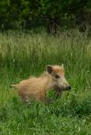  Prase divoké ( Sus scrofa)