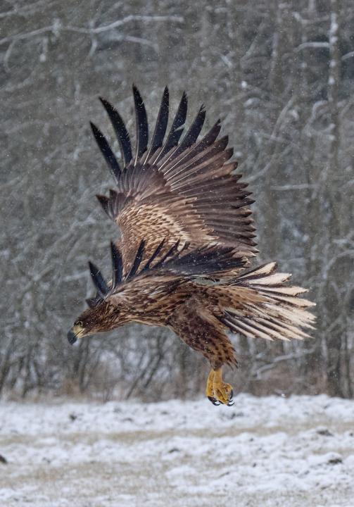  Orel mořský ( Haliaeetus albicillus)