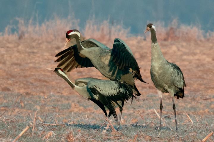  Jeřáb popelavý  ( Grus grus)