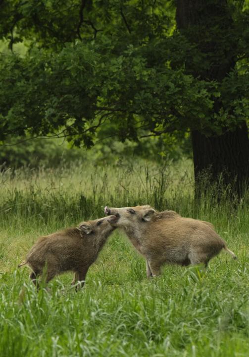  Prase divoké ( Sus scrofa)