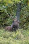 Jelen sika japonský (Cervus nippon nippon)
