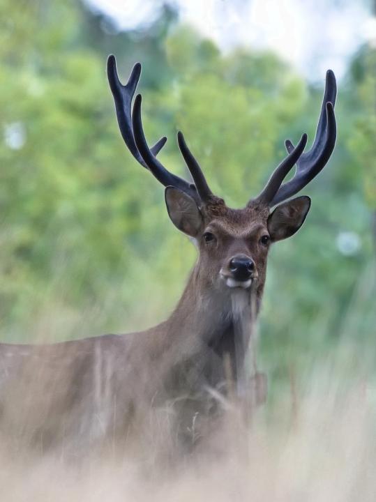 Jelen sika japonský (Cervus nippon nippon)