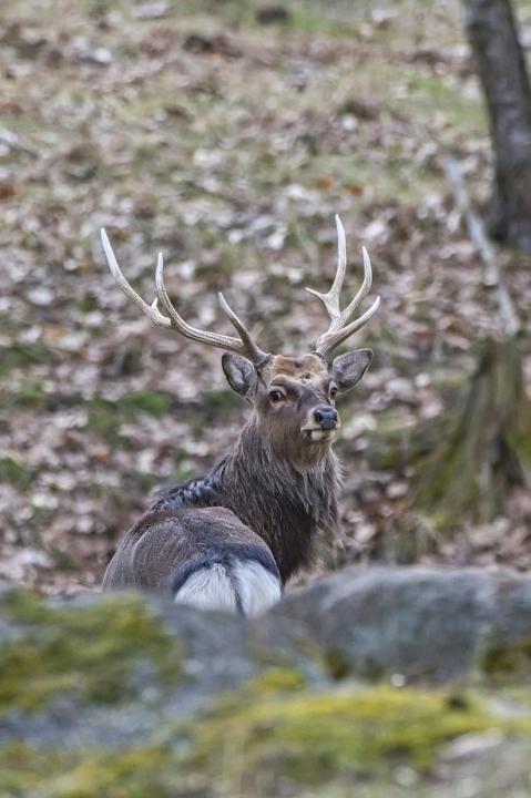 Jelen sika japonský (Cervus nippon nippon)