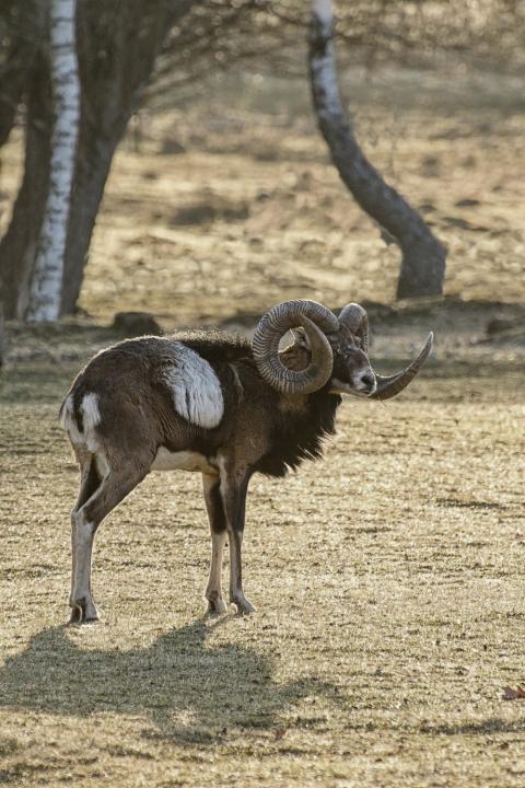 Muflon (Ovis musimon)