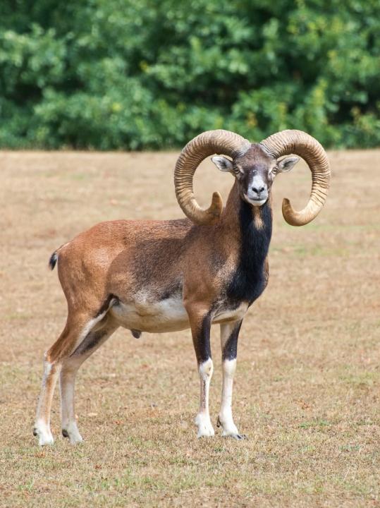 Muflon (Ovis musimon)