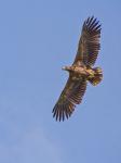  Orel mořský ( Haliaeetus albicillus)