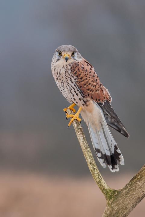Poštolka obecná (Falco tinunculus)