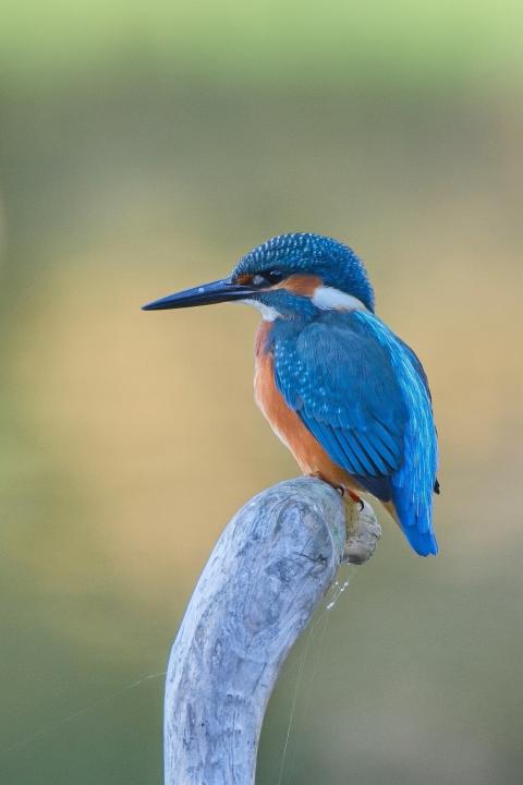 Ledňáček říční (Alcedo atthis)