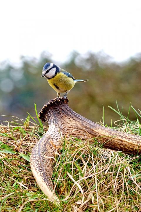 Sýkora modřinka (Parus caeruleus)
