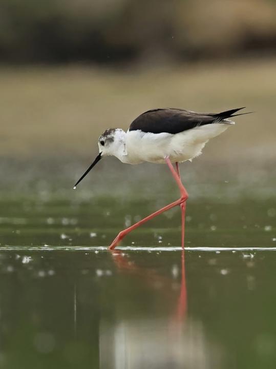 Pisila čáponohá (Himantopus himantopus)