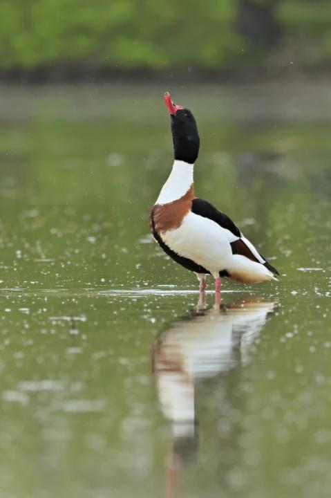 Husice liščí (Tadorna tadorna)