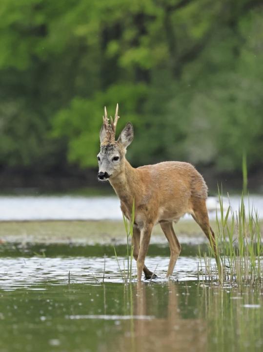  Srnec obecný ( Capreolus capreolus )