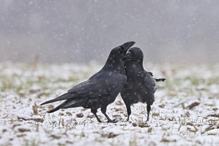 Krkavec velký (Corvus corax)