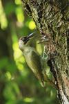 Žluna zelená (Picus viridis)