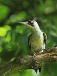Žluna zelená (Picus viridis)