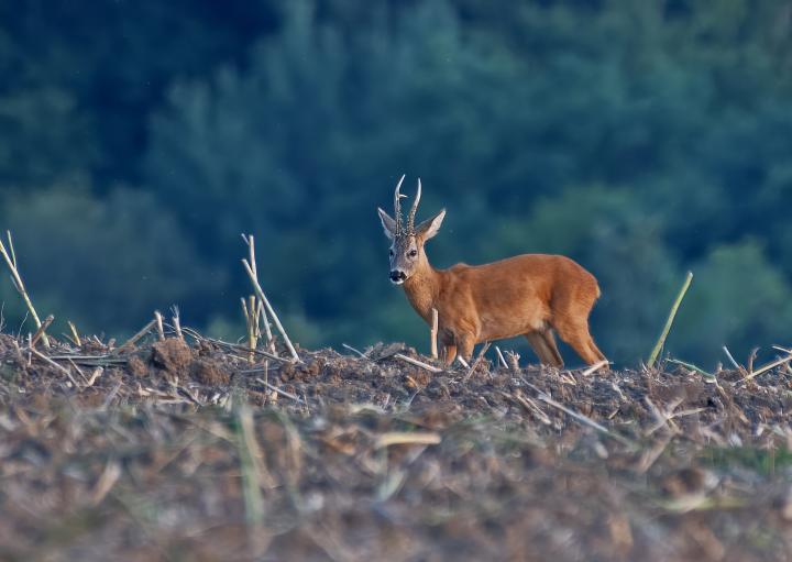  Srnec obecný ( Capreolus capreolus )