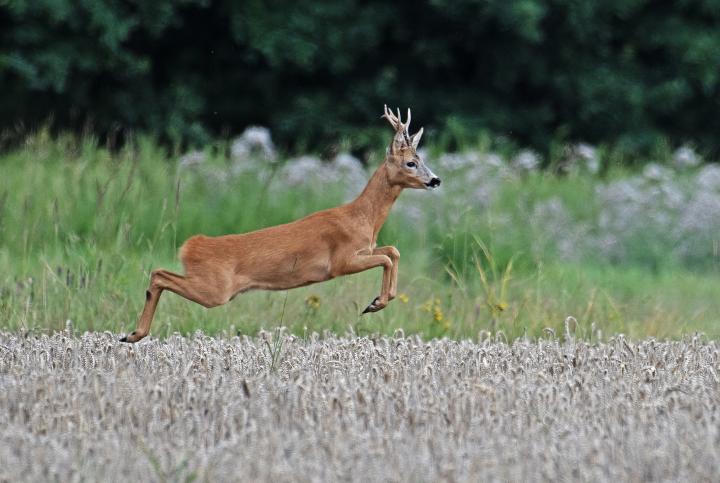  Srnec obecný ( Capreolus capreolus )