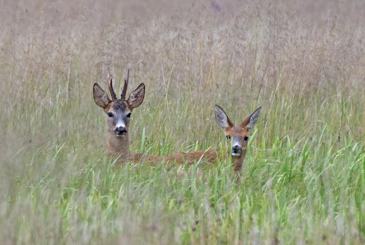  Srnec obecný ( Capreolus capreolus )