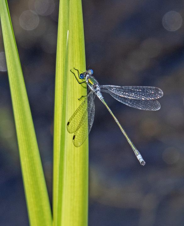 Šidélko brvonohé (Platycnemis pennipes)