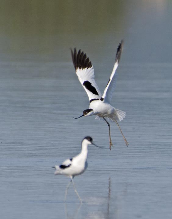 Tenkozobec opačný (Recurvirostra avosetta)