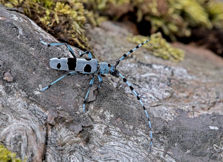 Tesařík alpský (Rosalia alpina)