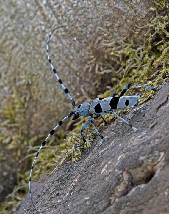 Tesařík alpský (Rosalia alpina)