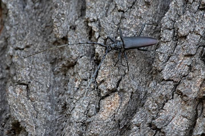 Tesařík obrovský (Cerambyx cerdo)