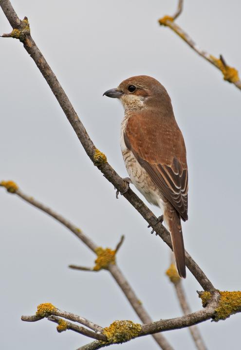 Ťuhýk obecný (Lanius collurio)