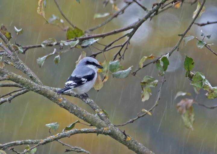 Ťuhýk šedý (Lanius excubitor)