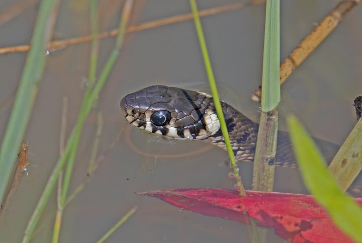 Užovka obojková (Natrix natrix)