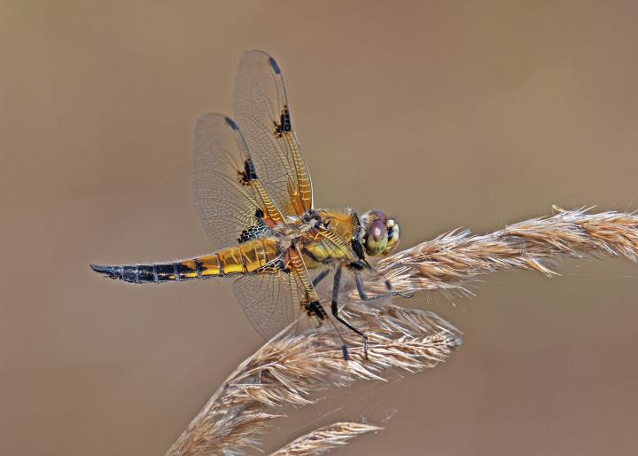 Vážka čtyřskvrnná (Libellula quadrimaculata)