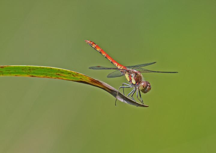Vážka obecná (Sympetrum vulgatum)