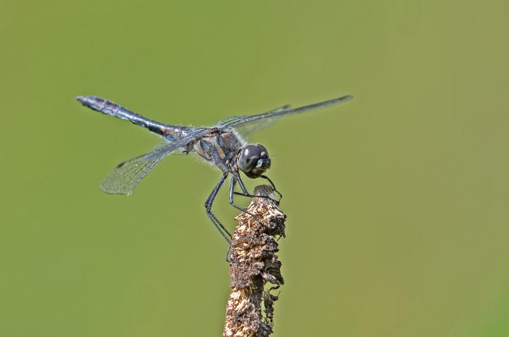 Vážka tmavá (Sympetrum danae)