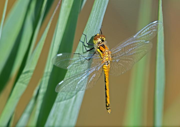Vážka tmavá (Sympetrum danae)
