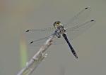 Vážka tmavá (Sympetrum danae)