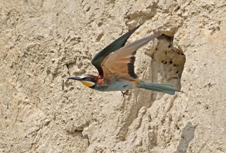 Vlha pestrá (Merops apiaster)