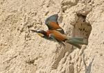 Vlha pestrá (Merops apiaster)