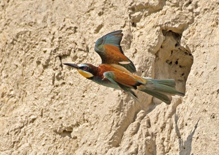 Vlha pestrá (Merops apiaster)