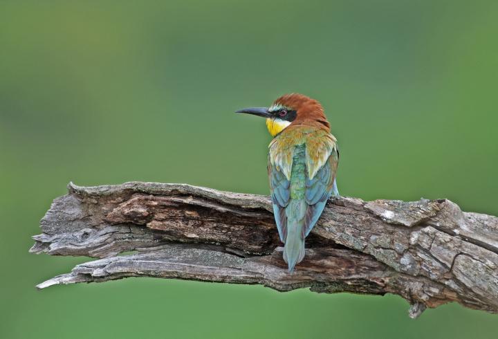 Vlha pestrá (Merops apiaster)