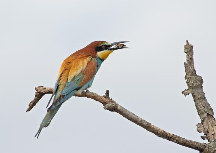Vlha pestrá (Merops apiaster)