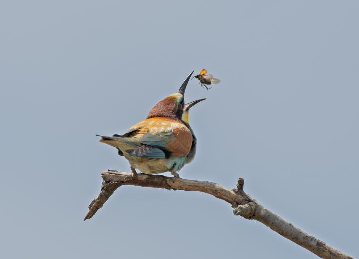 Vlha pestrá (Merops apiaster)