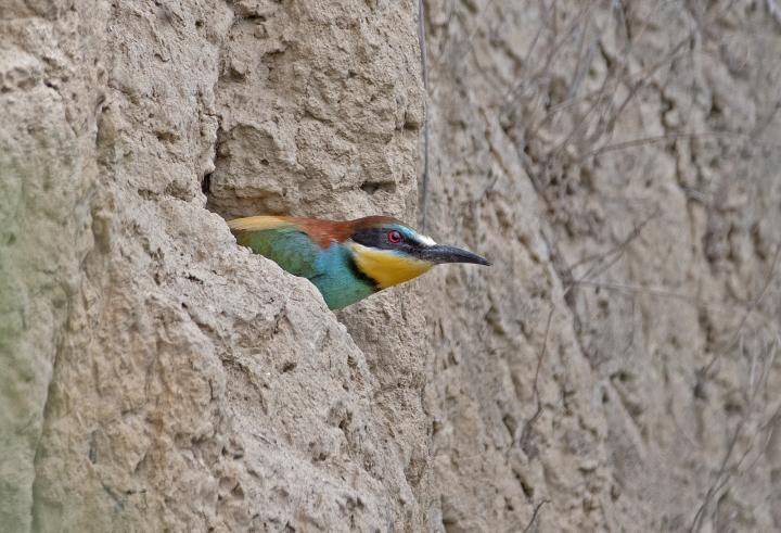 Vlha pestrá (Merops apiaster)