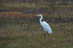 Volavka bílá (Egretta alba)