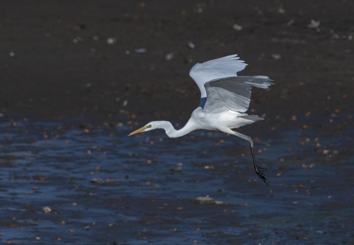 Volavka bílá (Egretta alba)