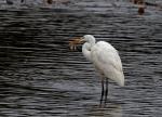 Volavka bílá (Egretta alba)