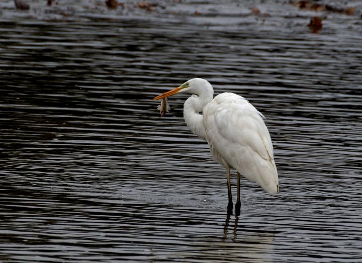 Volavka bílá (Egretta alba)