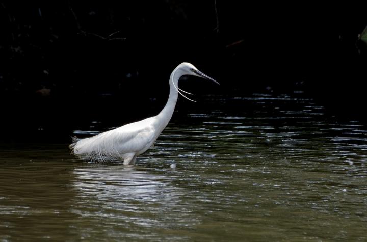 Volavka stříbřitá (Egretta garzetta)